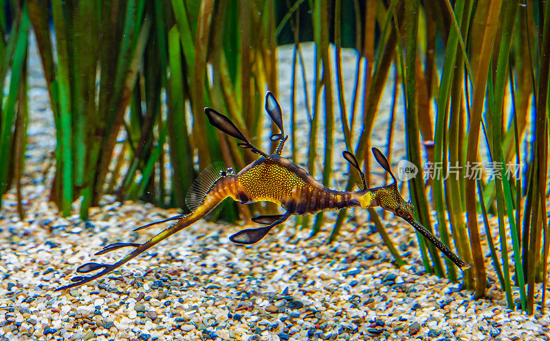 普通海龙或杂草海龙(Phyllopteryx taeniolatus)是一种与海马有关的海洋鱼类。澳大利亚特有的。